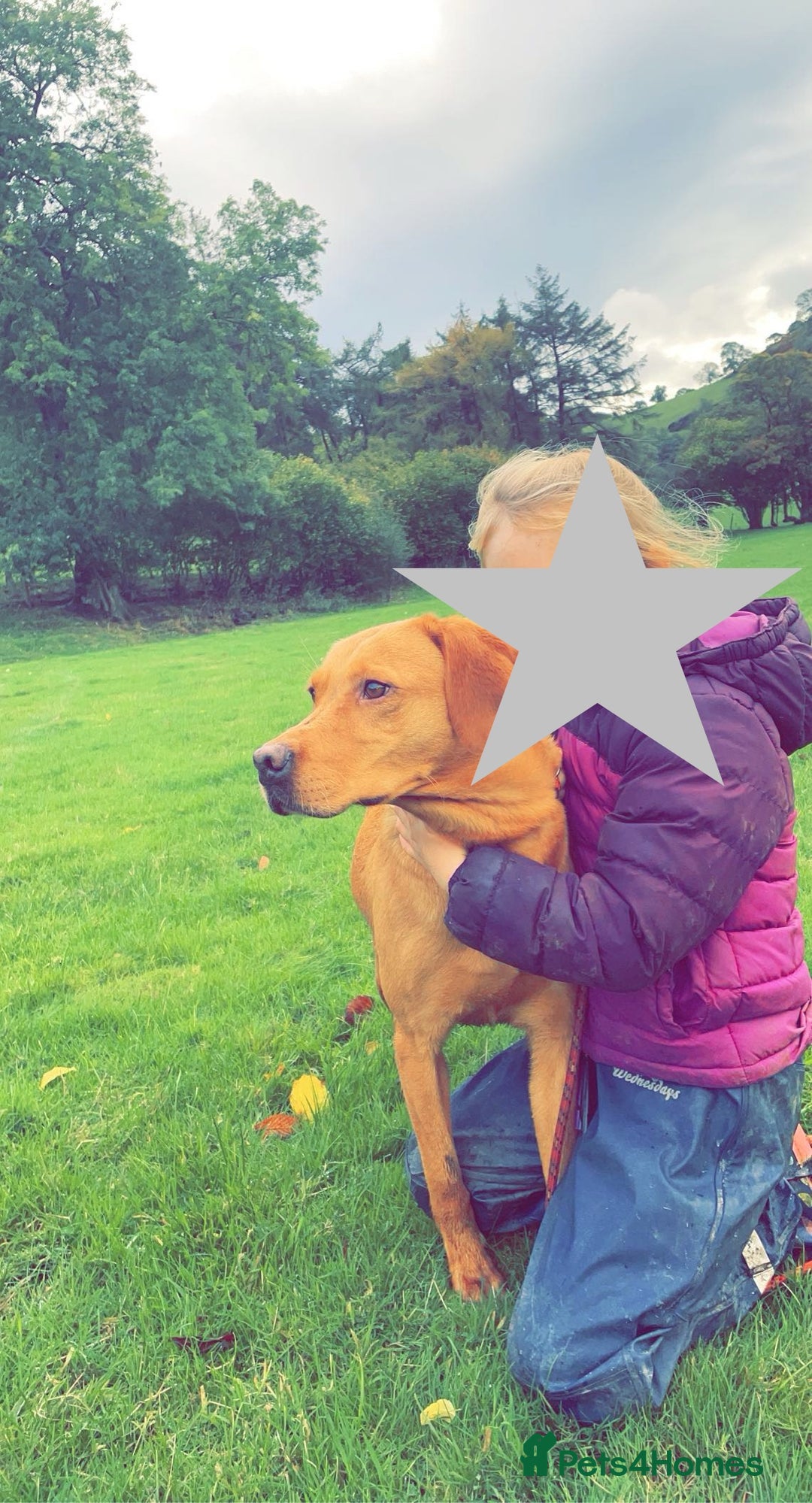 Mixed Breed dogs for sale: Labrador x Beagle  - Image 12