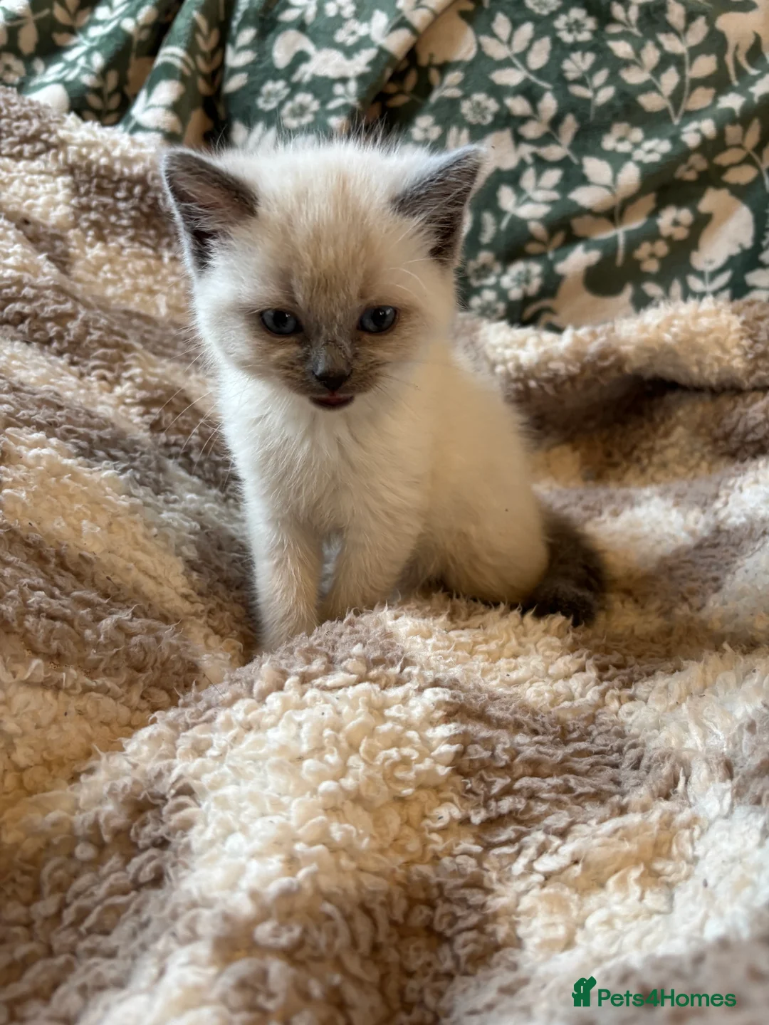 Ragdoll cats for sale: 4 bundles of Ragdoll x joy - Advert 20