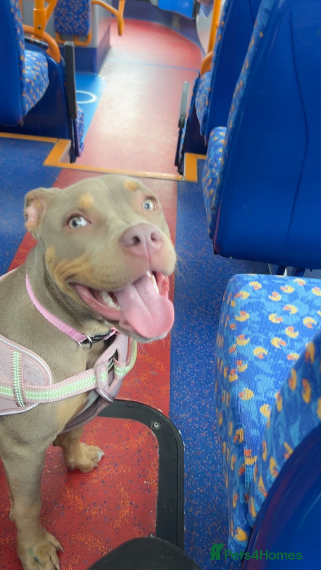 Mixed Breed dogs for sale: My name is Nova.    please adopt me  - Advert 1