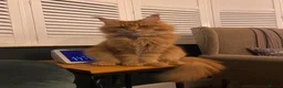 Maine Coon cats for sale: 2 Maine Coon Cats Seeking a Loving New Home - Advert 17