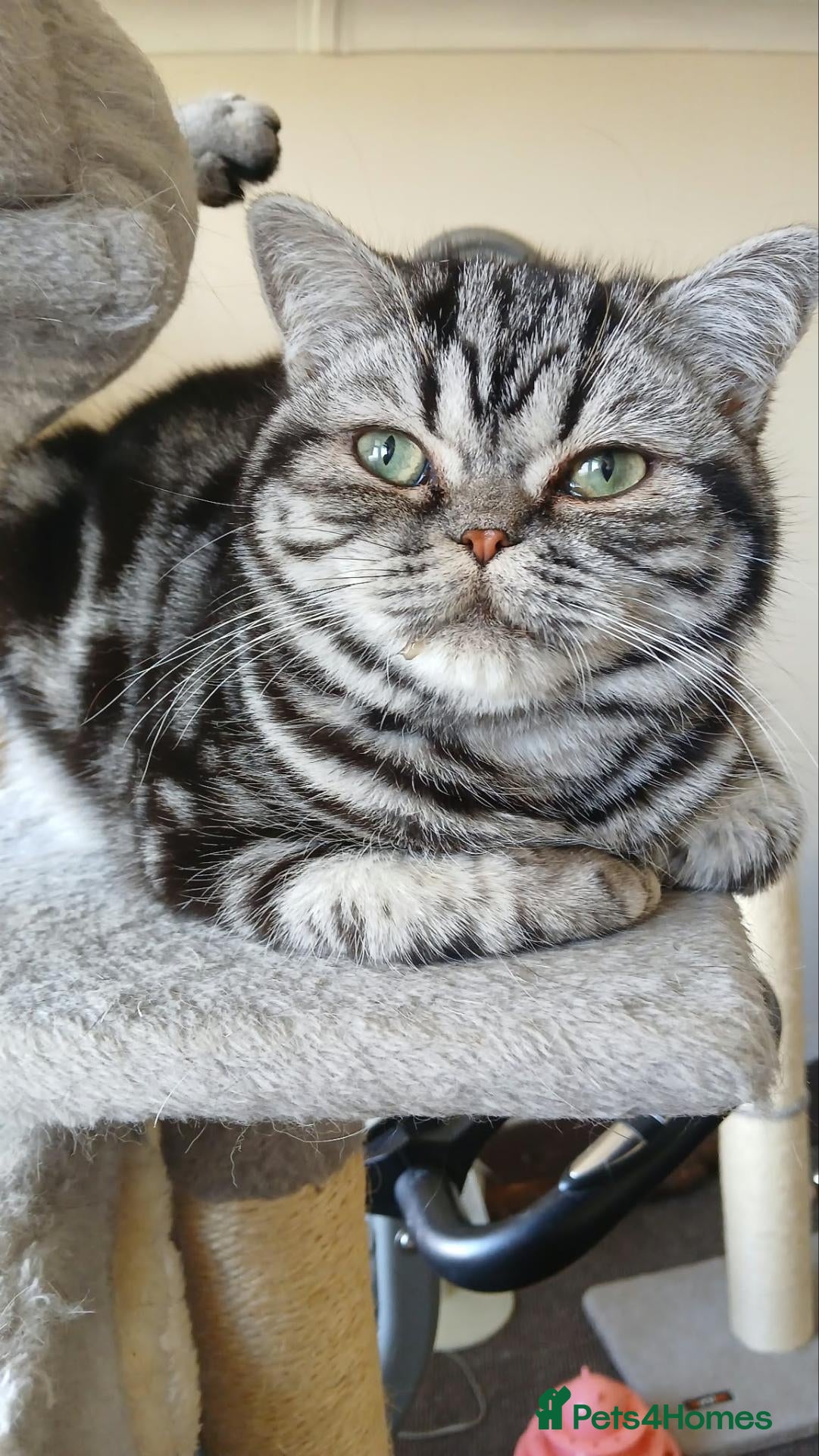 British Shorthair cats Bsh. Silver Tabby.  TICA.. 🍄🍒 - Advert 4