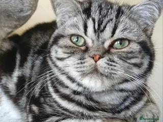 British Shorthair cats Bsh. Silver Tabby. TICA.. 🍄🍒 - Advert 4