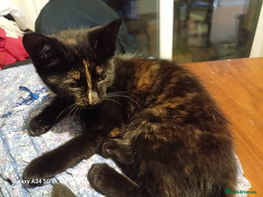 Mixed Breed cats for sale: 4 stunning kittens looking for their forever home. - Image 5