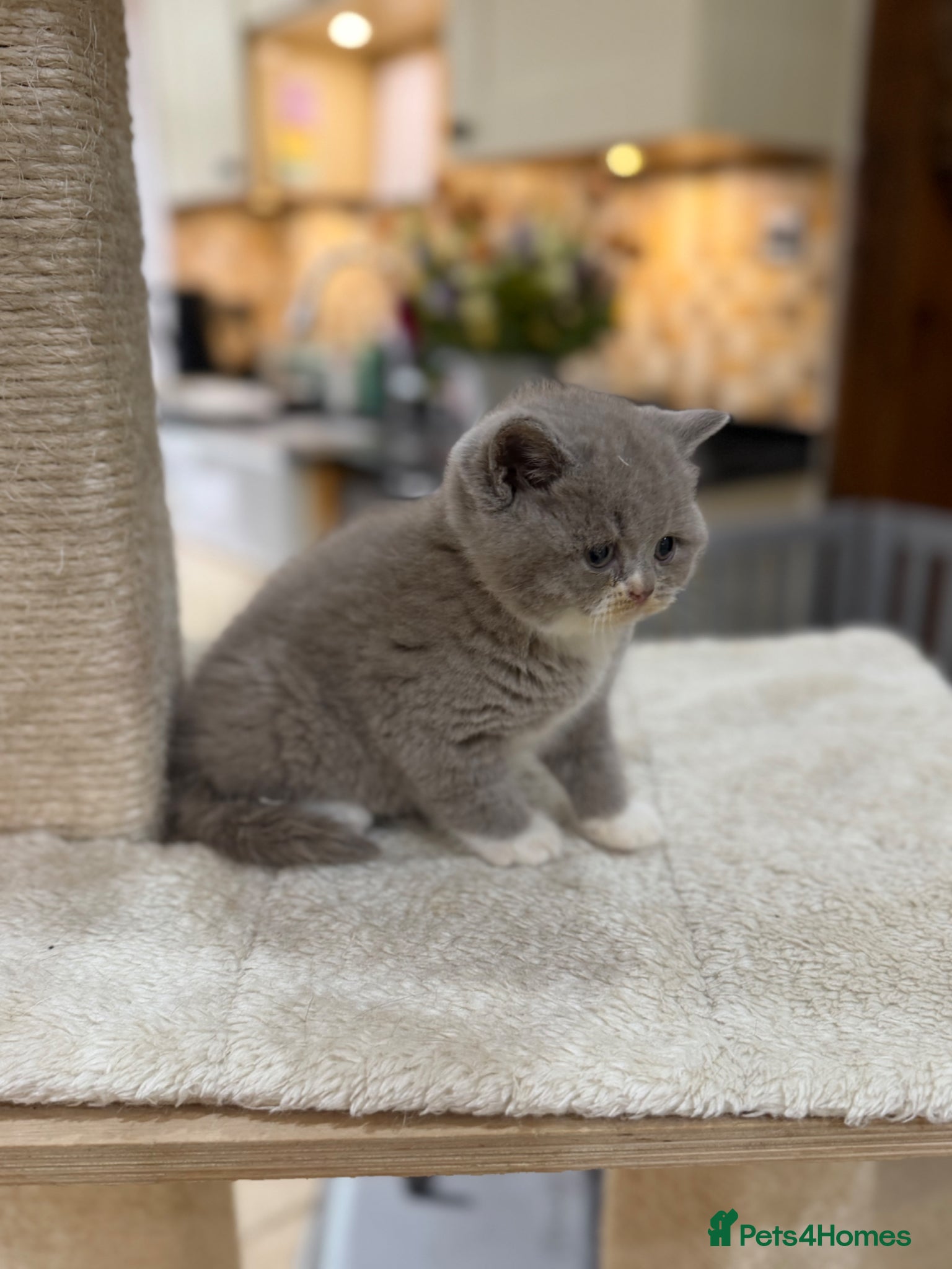 British Shorthair cats Full Pedigree/Registered BSH from £1200 - Advert 2