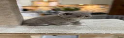 British Shorthair cats for sale: Full Pedigree/Registered BSH from £995 - Advert 7