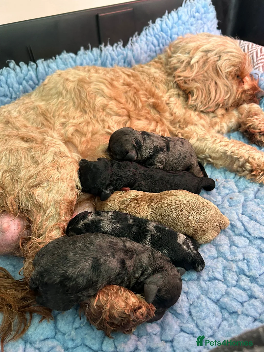 Poodle dogs for stud: Merle black & silver poodle for stud only .  in Lincoln - Advert 18