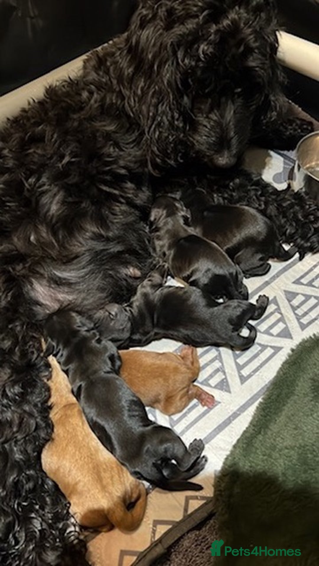 Mixed Breed dogs for sale: Exceptionally bred cockapoos, see details. Oct 12 - Image 3