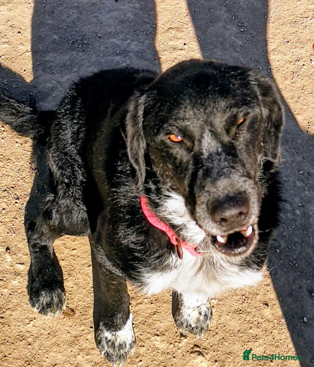 Mixed Breed dogs for adoption: Charlie Boy - HUmble mixed breed - Advert 2