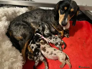 Miniature Dachshund dogs Min smooth due to leave approx 22 May - Advert 14