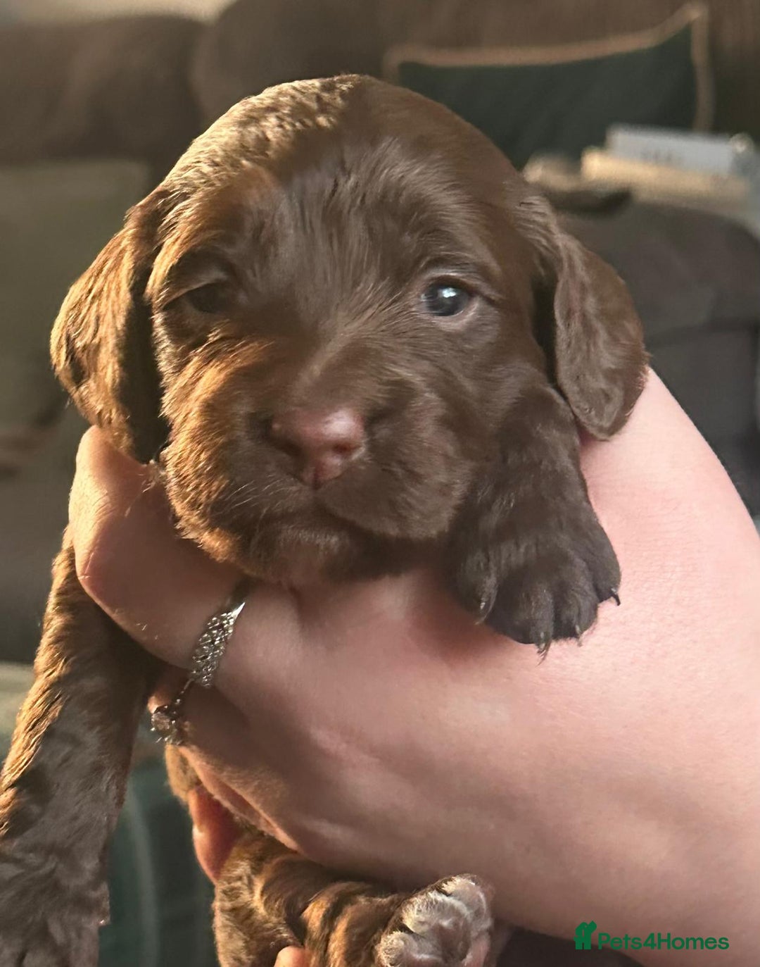 Cocker Spaniel dogs for sale: Cocker spaniel puppies  - Advert 2