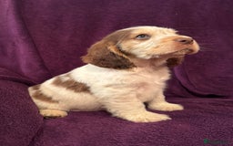 Cocker Spaniel dogs for sale: 🩷Stunning chocolate sable roan show type cocker🩷 - Advert 26