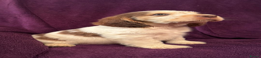 Cocker Spaniel Puppy 1