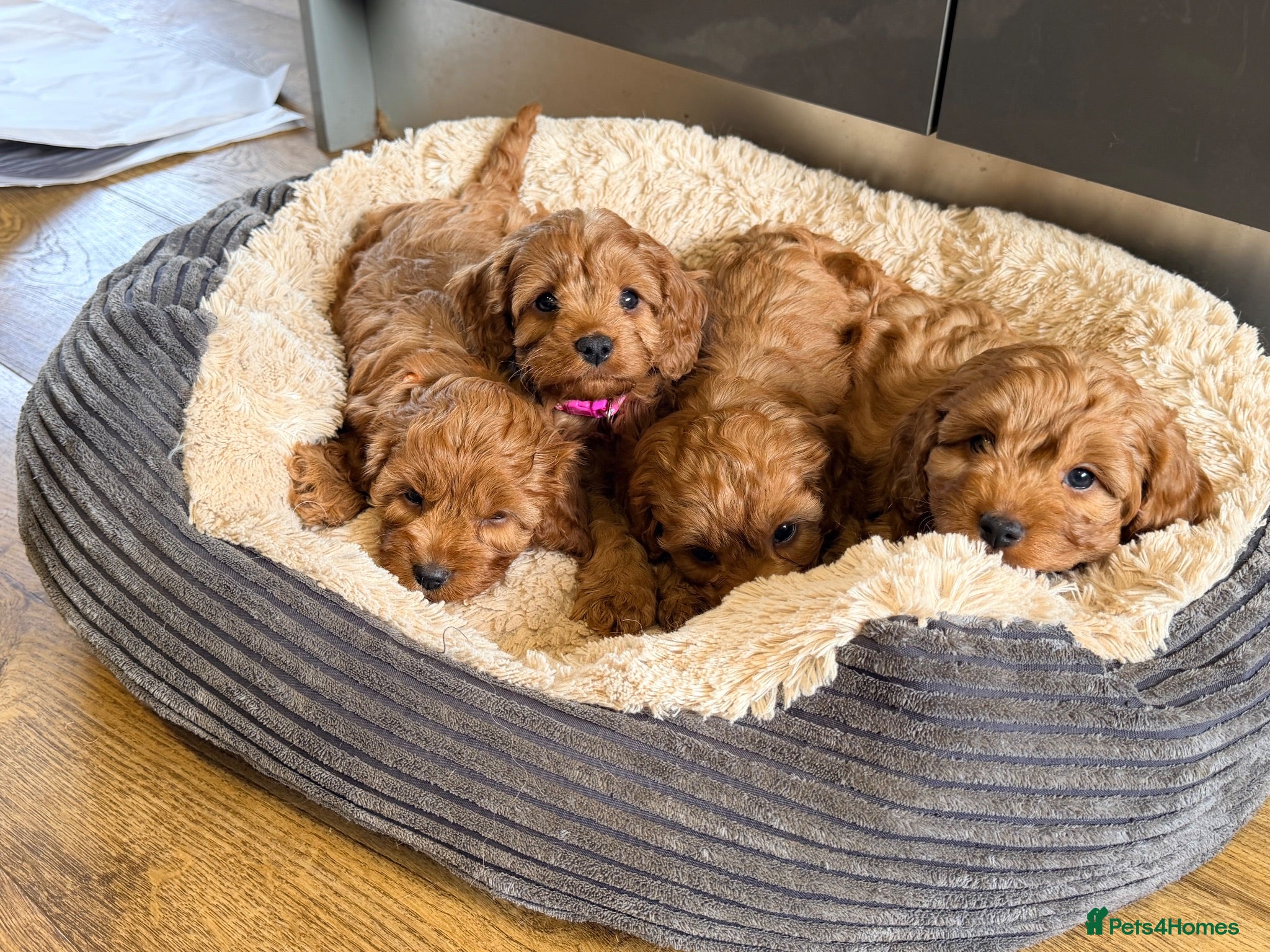 Cavapoo dogs Extensively health tested Toy F1 Cavapoo puppies - Advert 2