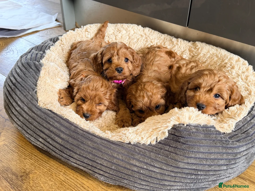 Cavapoo dogs for sale: Extensively health tested Toy F1 Cavapoo puppies - Advert 2