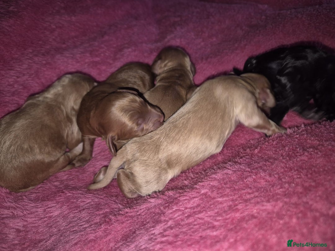 Cockapoo dogs for sale: F1 Cockapoo - Image 2