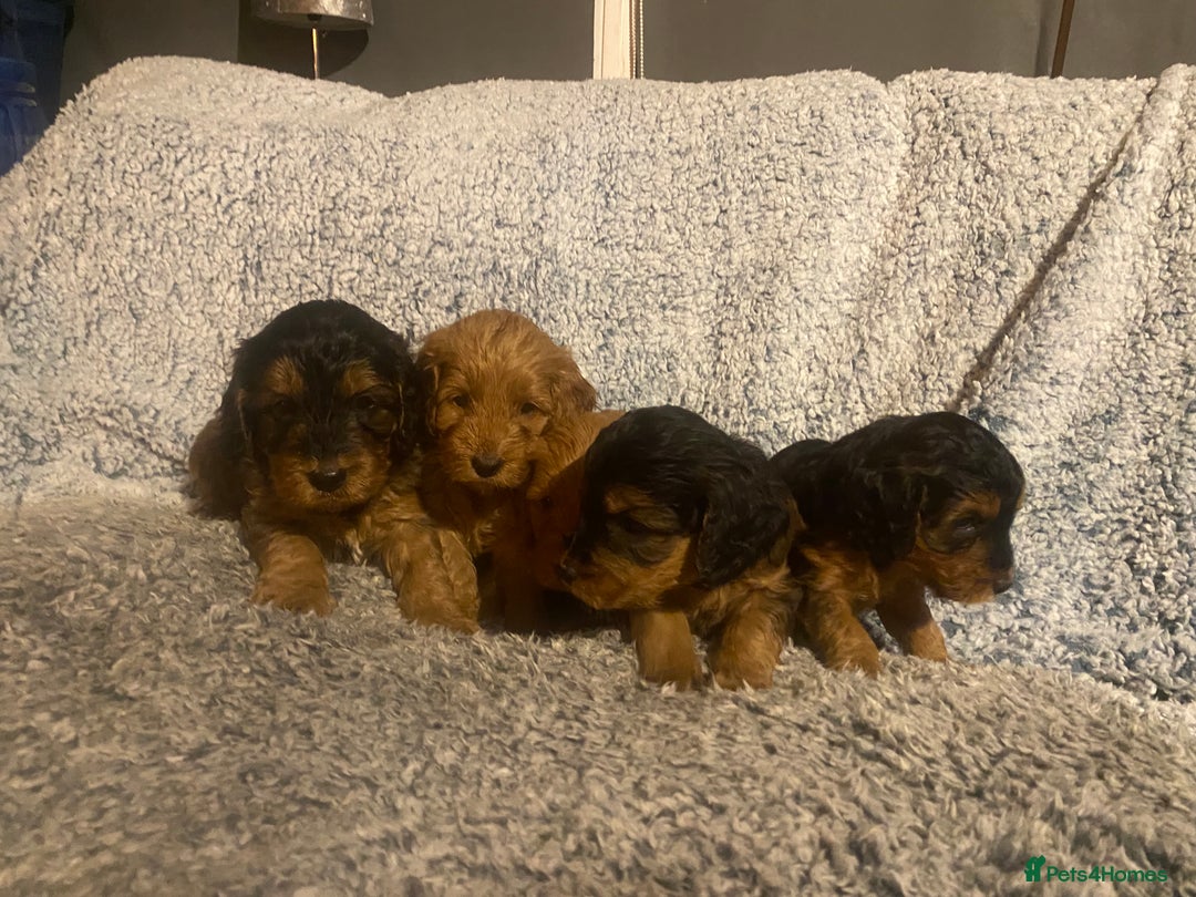 Cockapoo dogs for sale: Beautiful F1 Toy Cockapoo puppies  - Image 6
