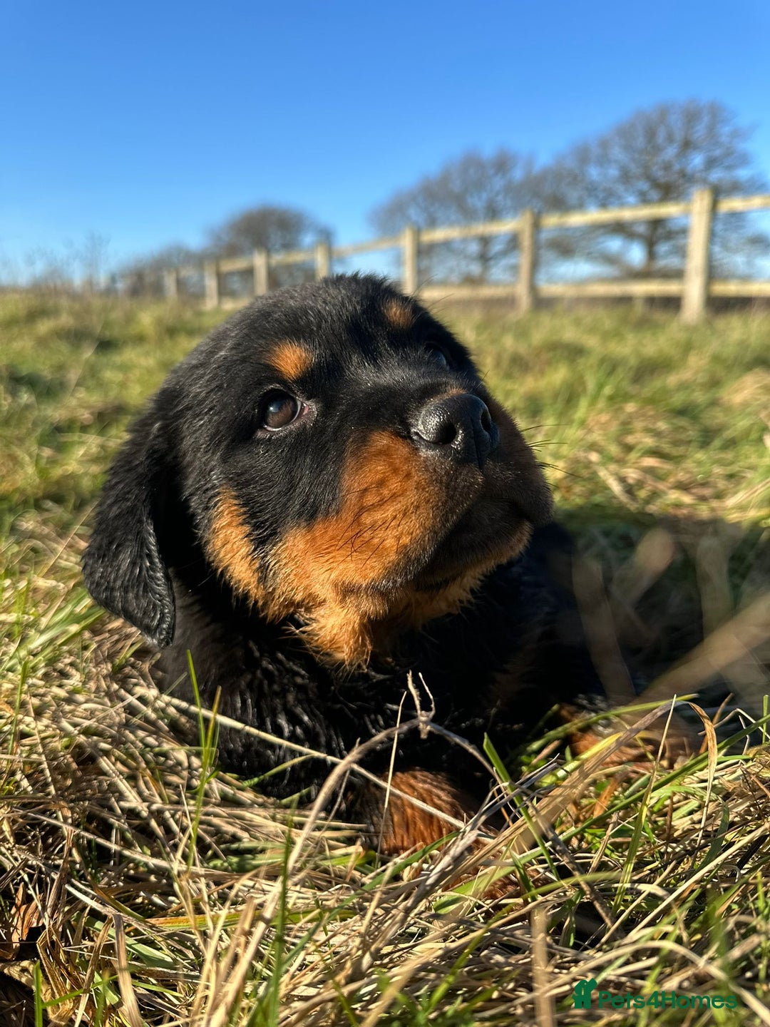 Rottweiler dogs for sale: Stunning chunky Rottweiler puppies - Advert 11