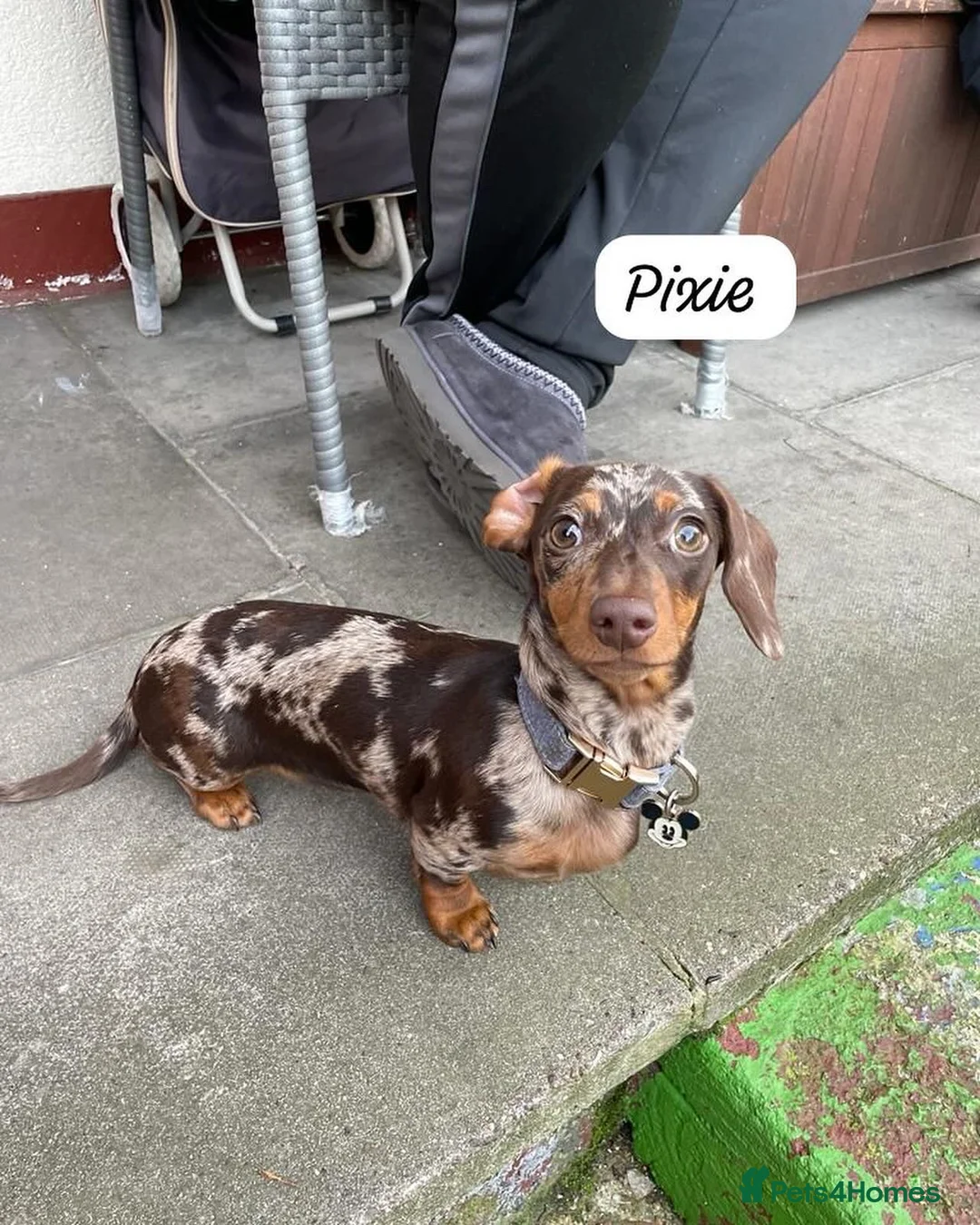 Miniature Dachshund dogs for sale: 2 Female sisters looking for new home  - Advert 2