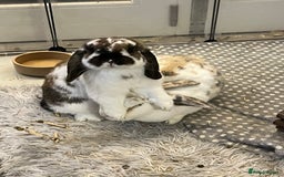 Mixed Breed rabbits for sale: Urgent: Female bunny needs happy home - Image 1