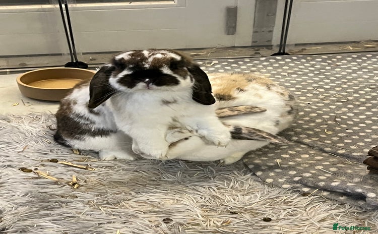 Mixed Breed rabbits - Advert 14