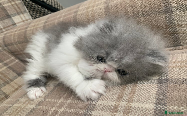Persian cats - Advert 1