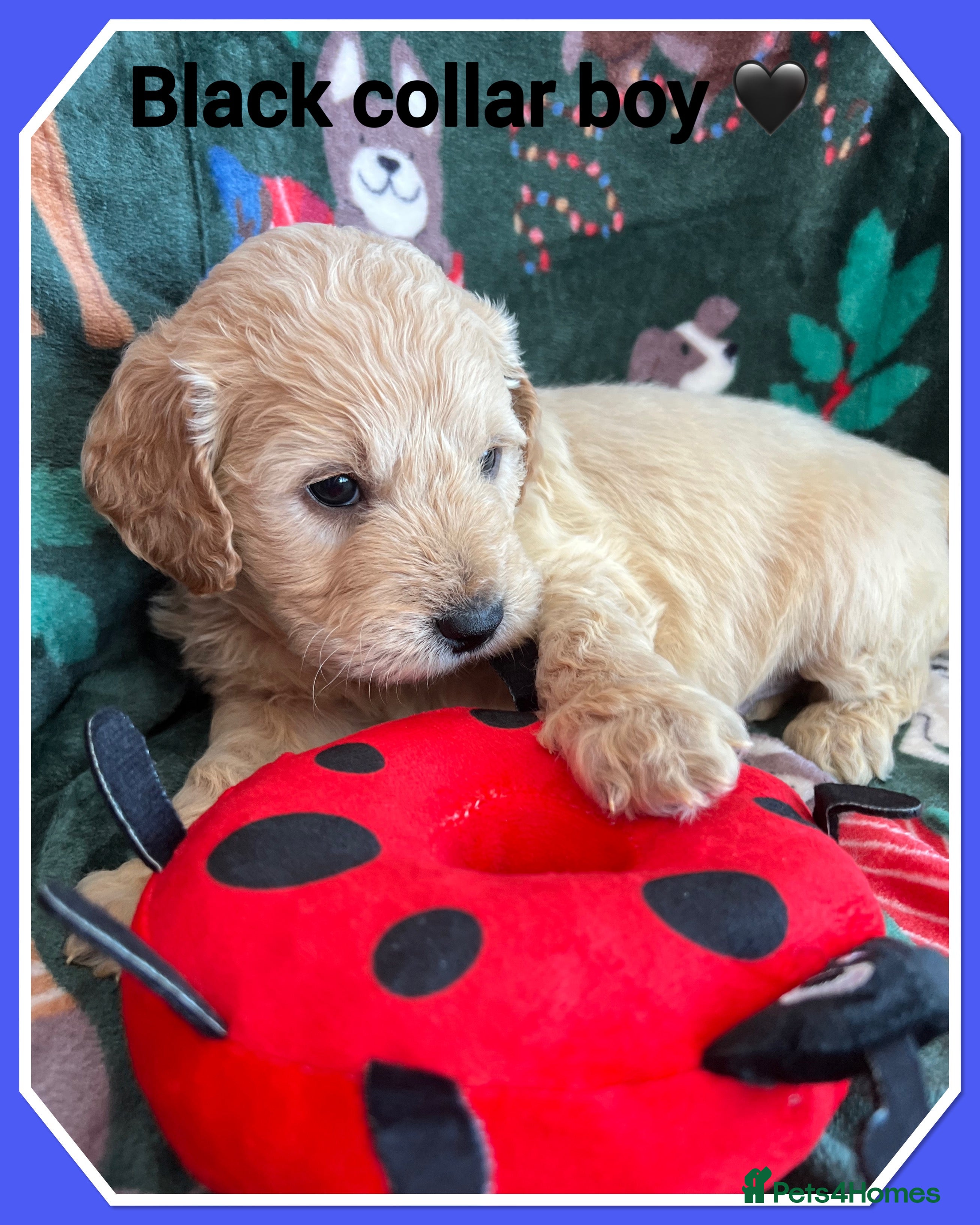 Mini Goldendoodle dogs 🐾STUNNING F1 MINIATURE GOLDEN DOODLES 🐾 - Advert 1