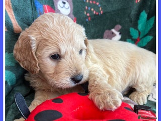 Mini Goldendoodle dogs 🐾STUNNING F1 MINIATURE GOLDEN DOODLES 🐾 - Advert 12