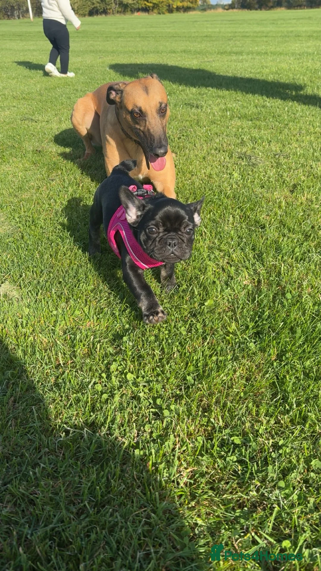 French Bulldog dogs for sale: For sale  - Advert 1