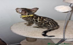 Bengal cats for sale: Two gorgeous Bengals girls  😻😻❤️ - Image 24