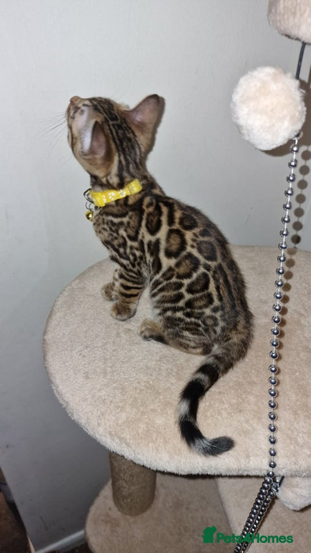 Bengal cats for sale: Two gorgeous Bengals girls  😻😻❤️ - Image 24