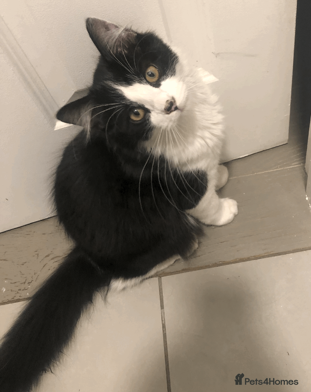 Mixed Breed cats for sale: Adorable Boy Looking for a Forever Home! - Image 4