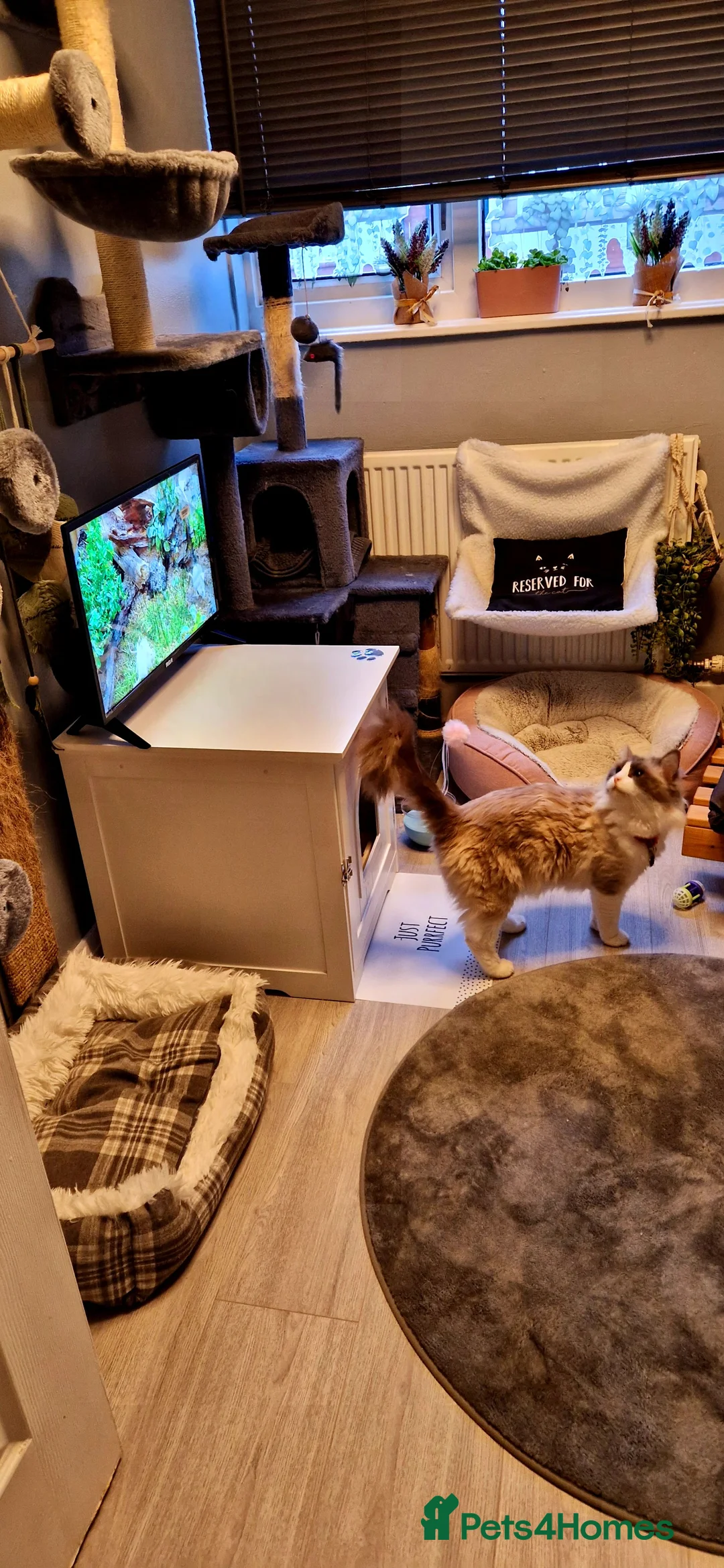 Ragdoll cats for stud: *stud*Gccf & tica entire active bluepoint ragdoll in Oldham - Advert 10