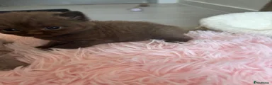 Scottish Fold/ straight 
