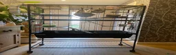 Rat rodents for sale: 4 albino fancy rats in Barnstaple - Advert 2