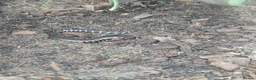 Skink reptiles for sale: African Fire skinks for sale - Advert 3
