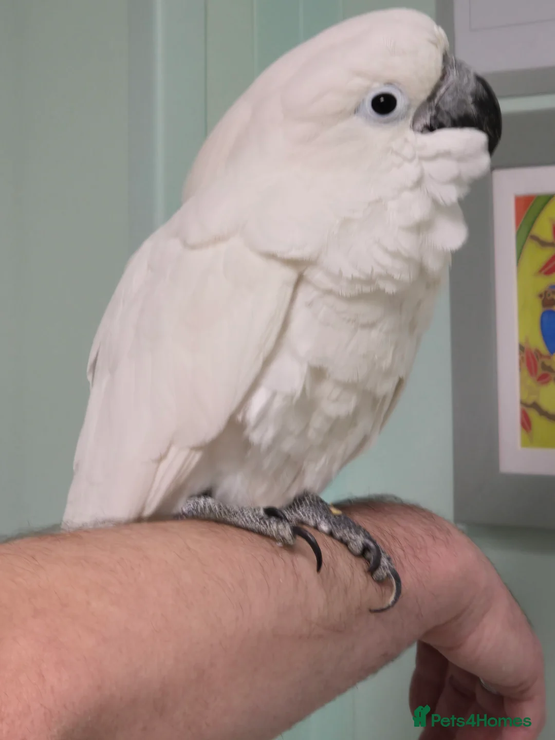 Cockatoo birds for sale: (Rare chance) Handreared Umbrella Cockatoo & Galah - Advert 2