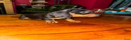 Miniature Dachshund dogs for sale: 3 male Miniature Dachshunds for sale in Bolton - Advert 6