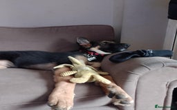 German Shepherd dogs for sale: Zeus - German shepherd looking for a good home - Image 4