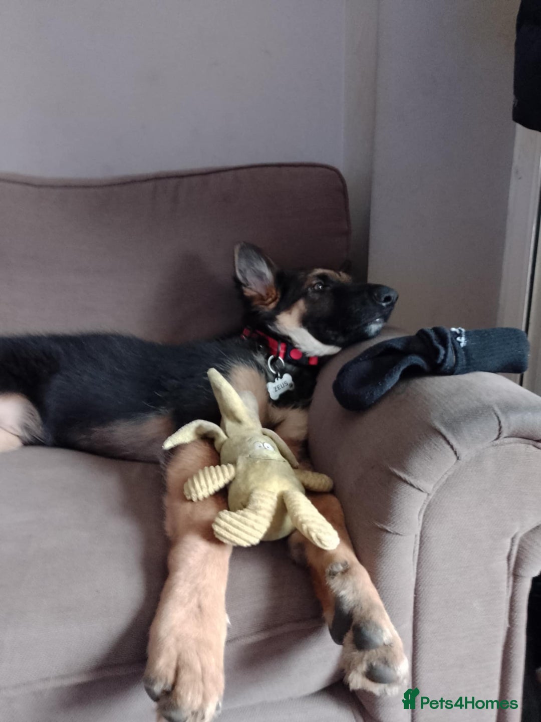 German Shepherd dogs for sale: Zeus - German shepherd looking for a good home - Image 4