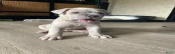 Bandog dogs for sale: Bandog x Bulldog puppies in Watford - Advert 14