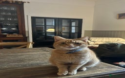 Mixed Breed cats for sale: Tiger is looking for a new loving home - Image 1