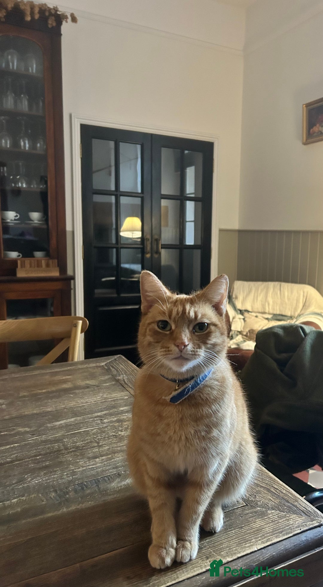 Mixed Breed cats for sale: Tiger is looking for a new loving home - Image 1