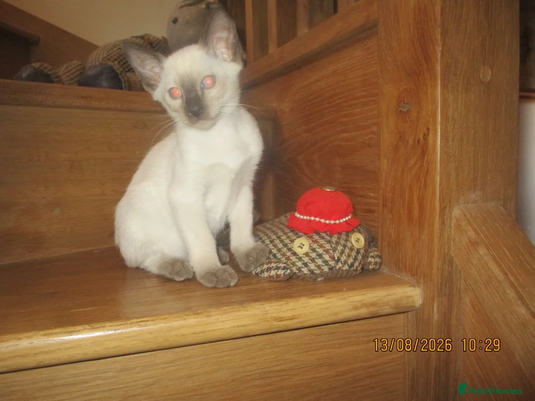 Siamese cats for sale: siamese kittens - Advert 5