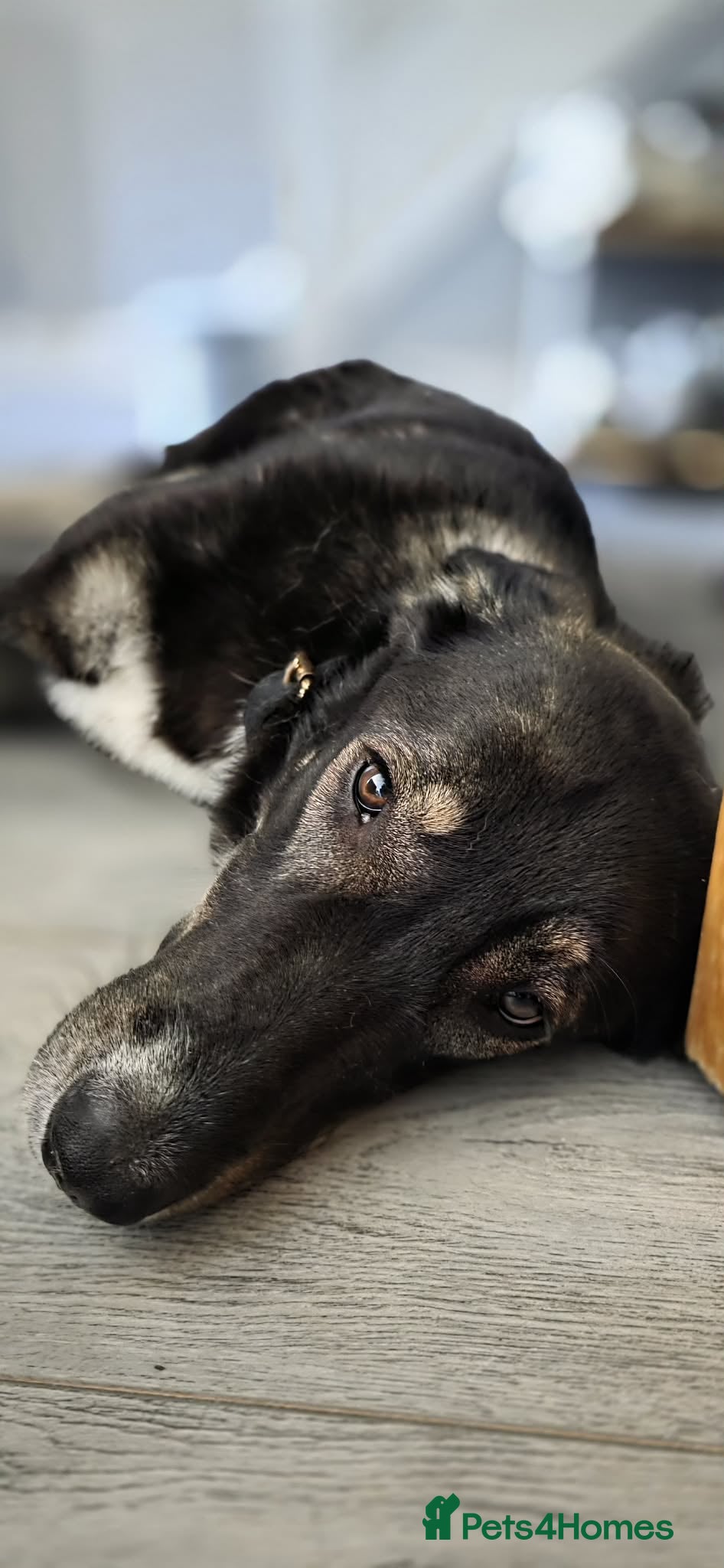 Mixed Breed dogs for adoption: 🐾 RONA -  a Lovely Girl, for a Loving Home🐾 in Bristol - Advert 3