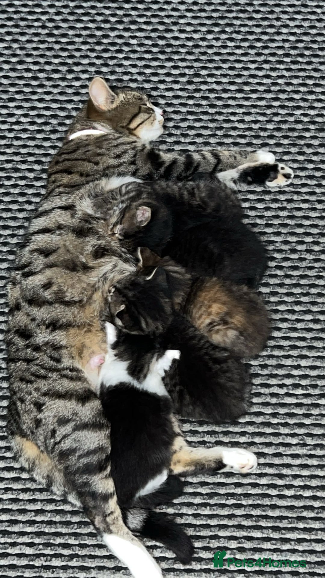 American Shorthair cats for sale: Tabby kittens Ready to go - Advert 10