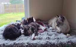 Ragdoll cats for sale: *READY NOW* RAGDOLL CROSS LONG-HAIRED - Image 19