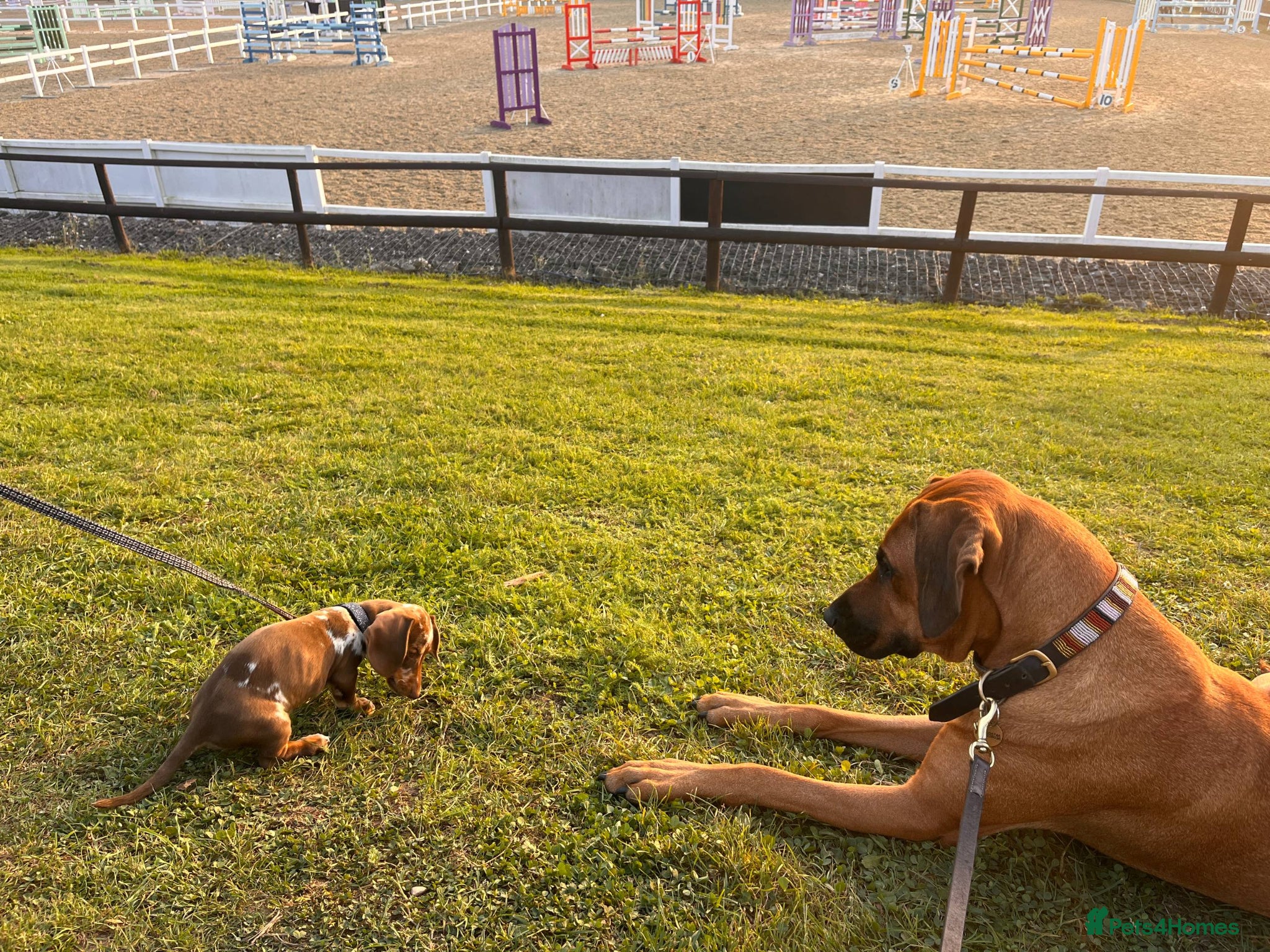 Rhodesian Ridgeback dogs for sale: Waiting List Open - Due 12th June in Melksham - Advert 9