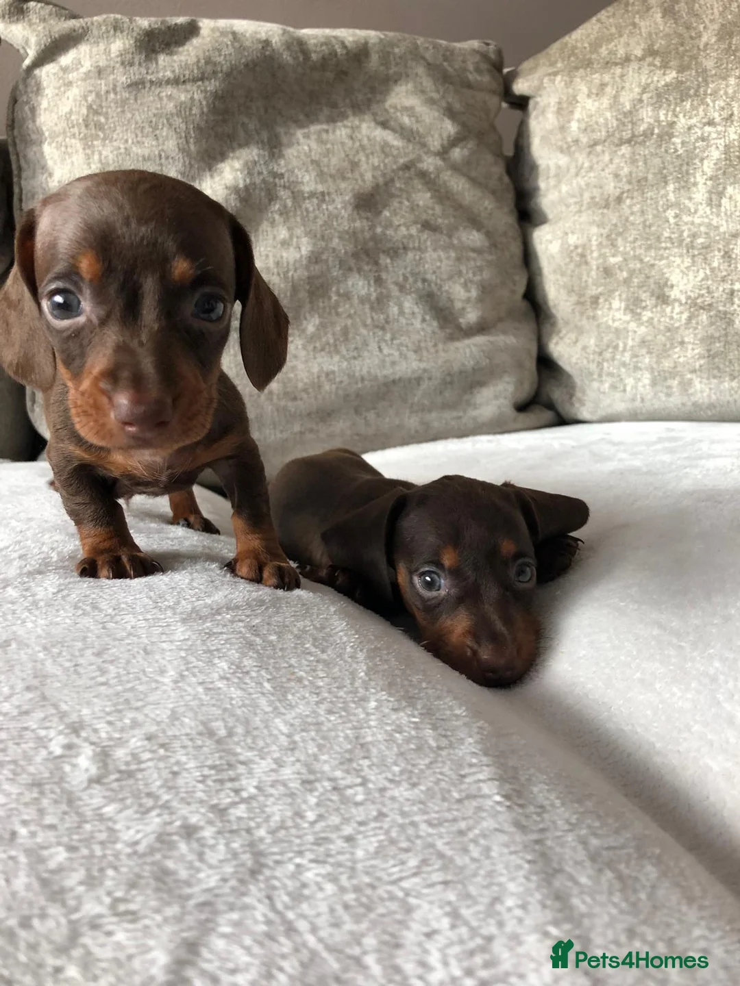 Miniature Dachshund dogs for sale: Miniature dachshund puppies  - Advert 7