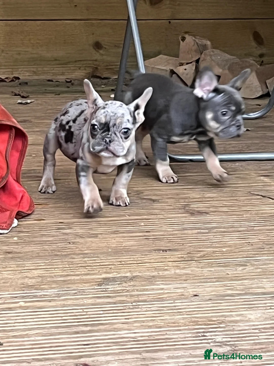 French Bulldog dogs for sale: Beautiful French bulldog pups ready to leave now - Advert 15