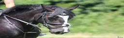 Welsh Section C horses for sale: Emily - Pony Club Princess in Newbury - Advert 1